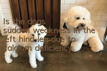 Is the dog's sudden weakness in the left hind leg due to calcium deficiency?
