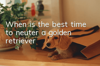 When is the best time to neuter a golden retriever?