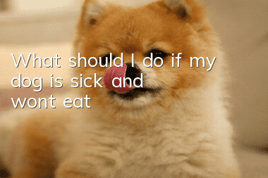 What should I do if my dog is sick and won’t eat?