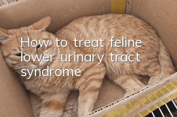 How to treat feline lower urinary tract syndrome