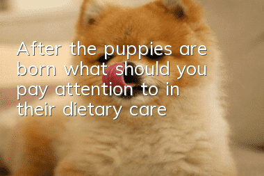 After the puppies are born, what should you pay attention to in their dietary care?