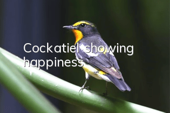 Cockatiel showing happiness