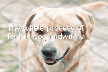 The whole process of female dog midwifery