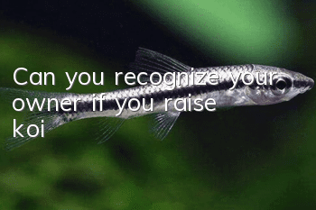 Can you recognize your owner if you raise koi?