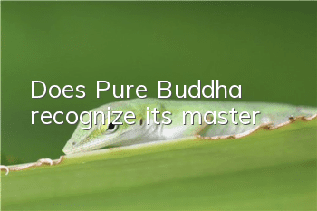 Does Pure Buddha recognize its master?