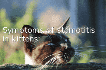 Symptoms of stomatitis in kittens