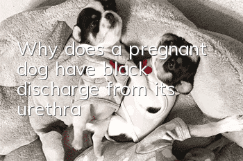 Why does a pregnant dog have black discharge from its urethra?