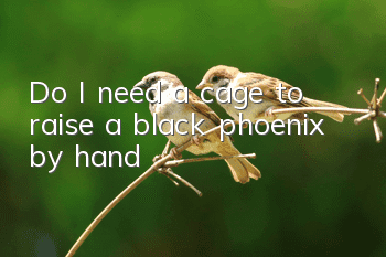 Do I need a cage to raise a black phoenix by hand?