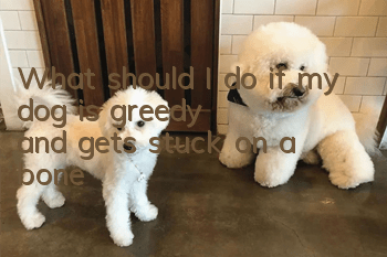 What should I do if my dog is greedy and gets stuck on a bone?