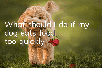 What should I do if my dog eats food too quickly?