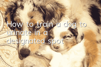 How to train a dog to urinate in a designated spot