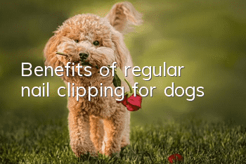 Benefits of regular nail clipping for dogs
