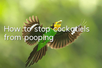 How to stop cockatiels from pooping
