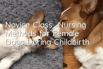 Novice Class | Nursing Methods for Female Dogs During Childbirth