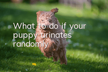 What to do if your puppy urinates randomly