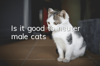 Is it good to neuter male cats?