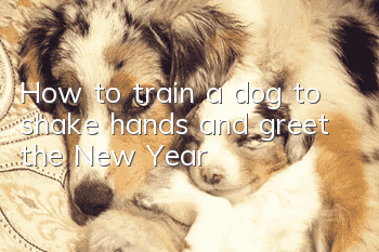 How to train a dog to shake hands and greet the New Year