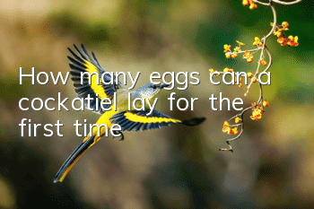 How many eggs can a cockatiel lay for the first time?