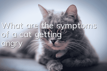 What are the symptoms of a cat getting angry?