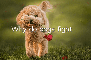 Why do dogs fight?