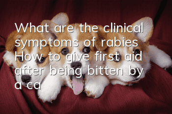 What are the clinical symptoms of rabies? How to give first aid after being bitten by a cat or dog?