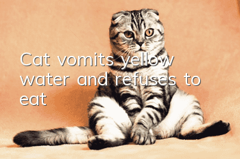 Cat vomits yellow water and refuses to eat