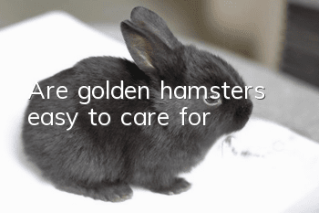Are golden hamsters easy to care for?
