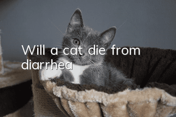 Will a cat die from diarrhea?