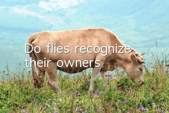 Do flies recognize their owners?