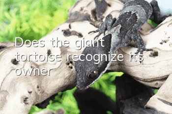 Does the giant tortoise recognize its owner?
