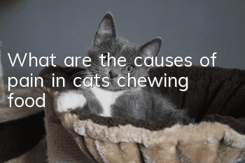 What are the causes of pain in cats chewing food?