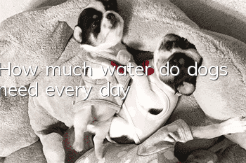 How much water do dogs need every day?