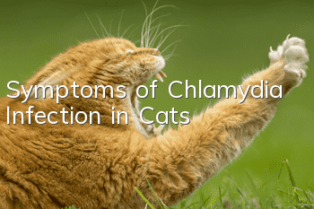 Symptoms of Chlamydia Infection in Cats