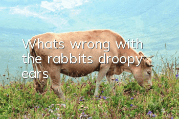 What’s wrong with the rabbit’s droopy ears?