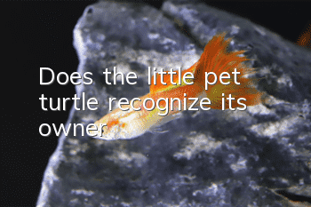 Does the little pet turtle recognize its owner?