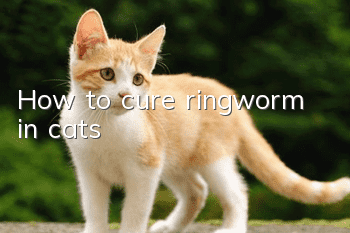 How to cure ringworm in cats