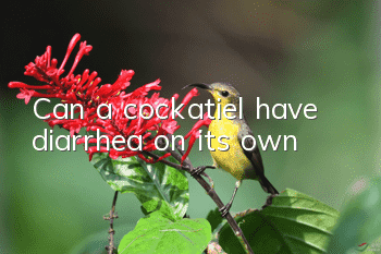 Can a cockatiel have diarrhea on its own?