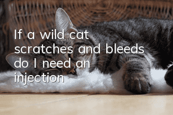 If a wild cat scratches and bleeds, do I need an injection?
