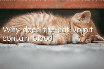 Why does the cat vomit contain blood?