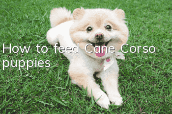 How to feed Cane Corso puppies?