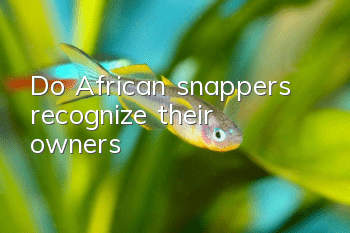 Do African snappers recognize their owners?