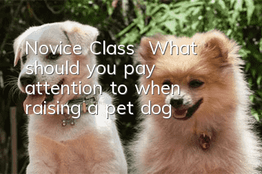 Novice Class | What should you pay attention to when raising a pet dog?
