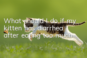What should I do if my kitten has diarrhea after eating too much?