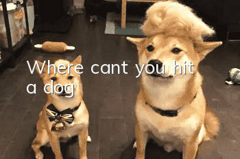 Where can’t you hit a dog?