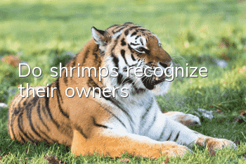 Do shrimps recognize their owners?