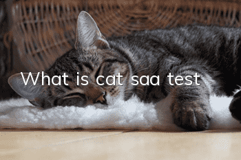 What is cat saa test?