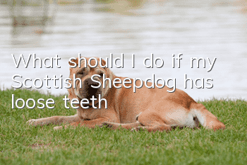 What should I do if my Scottish Sheepdog has loose teeth?