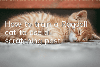 How to train a Ragdoll cat to use a scratching post