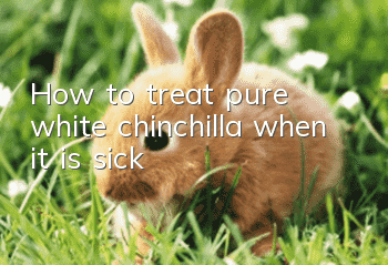 How to treat pure white chinchilla when it is sick