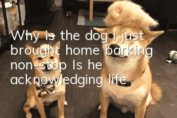 Why is the dog I just brought home barking non-stop? Is he acknowledging life?
